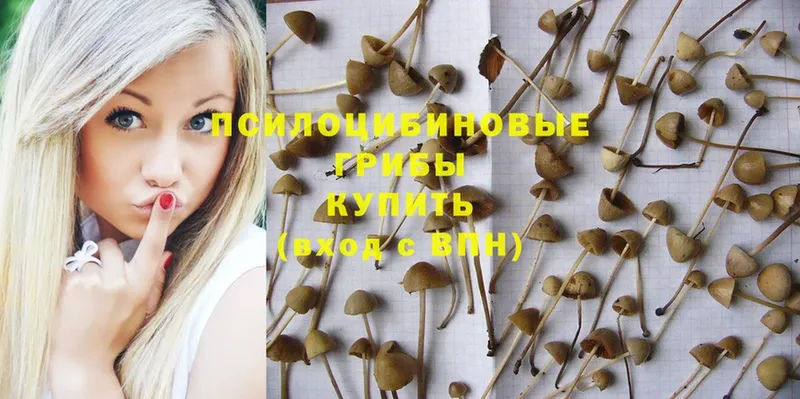 кракен зеркало  Венёв  Галлюциногенные грибы Magic Shrooms 